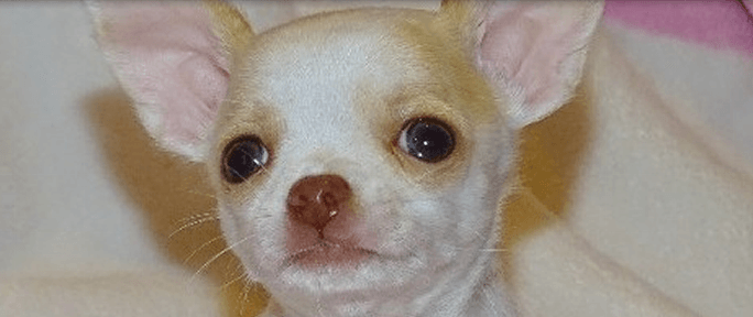 Fawn spotted on white chihuahua from JnJPugsNPaps