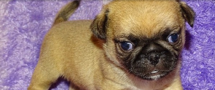 Apricot Pug Pup