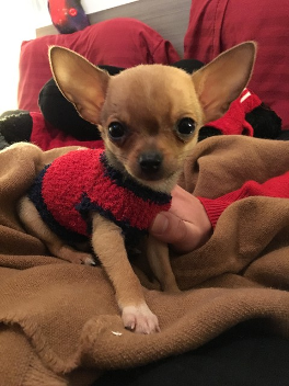 AKC Chihuahua from JNJPugsNPaps  