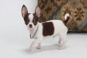 Chihuahua Pup  from JNJPugsNPaps 