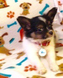 Papillon Pups from JNJPugsNPaps 