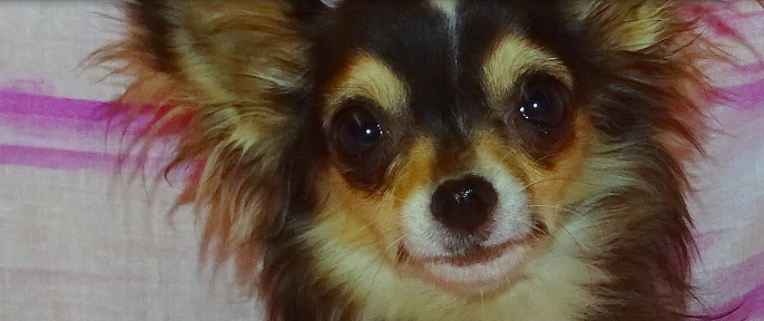 Chia Black Tri color AKC Chihuahua Longhaired