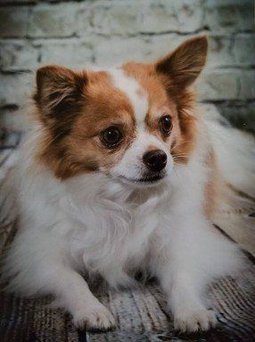 Roxy Papillon from JNJPugsNPaps 