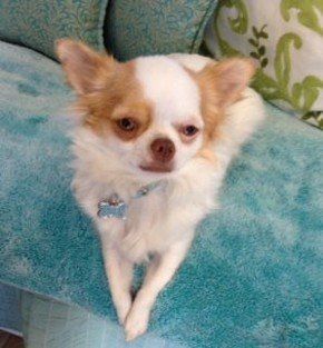 China Girl Chihuahua  from JNJPugsNPaps 
