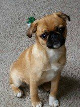 HPug Boy from JNJPugsNPaps 