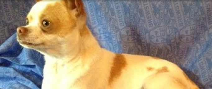 Biscuit the Legend Our Fawn sow Chihuahua AKC Who started it all at JnJPugsNPaps