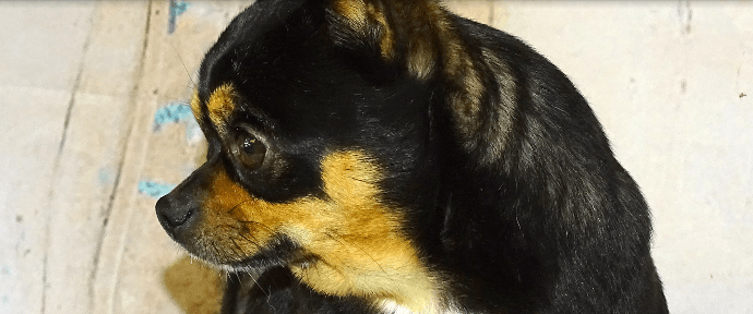 Black and Tan AKC Chihuahua From JnJPugsNPaps