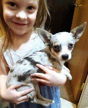 Tostito  Blue Merle Chihuahua Pup from  chihuahua from JnJPugsNPaps