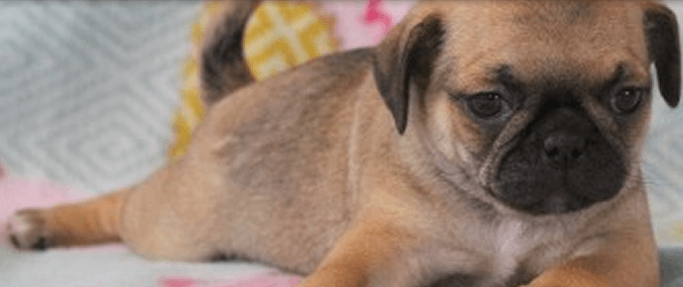 Fawn Pug — Abilene, KS — JNJ PugsNPaps