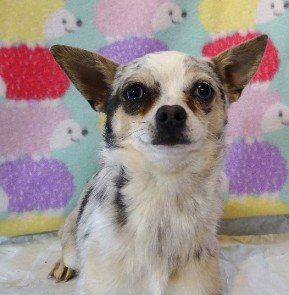 Tostito  Blue Merle Chihuahua Pup from  chihuahua from JnJPugsNPaps