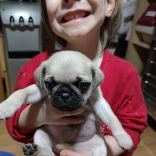 Jackie and Whiskey the Pug