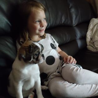 Jackie and Kiwi Brindle Panda Pug from JNJPugsNPaps