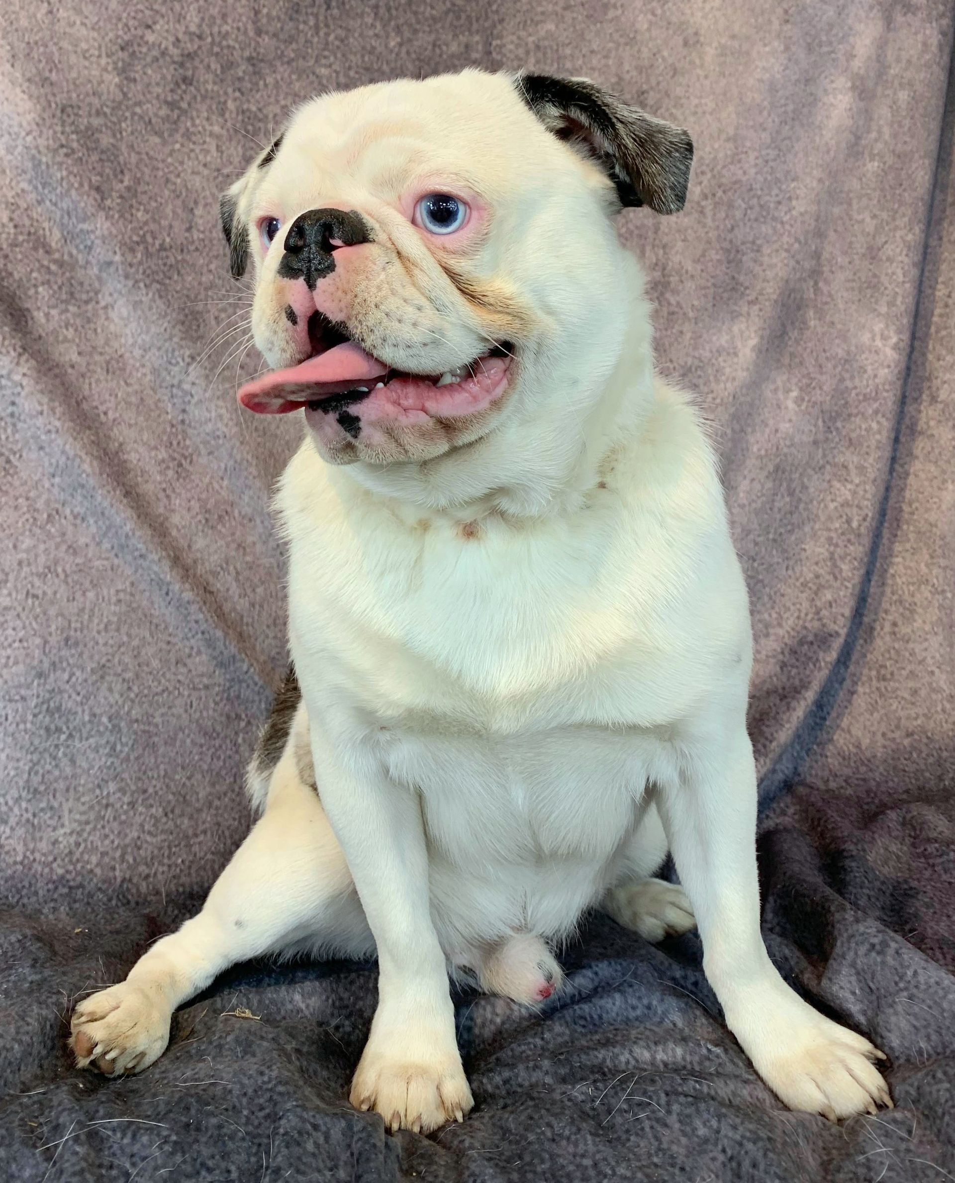 Oreo Poi Poi Dalmatian Koi Panda Pug From JnJPugsNPaps  