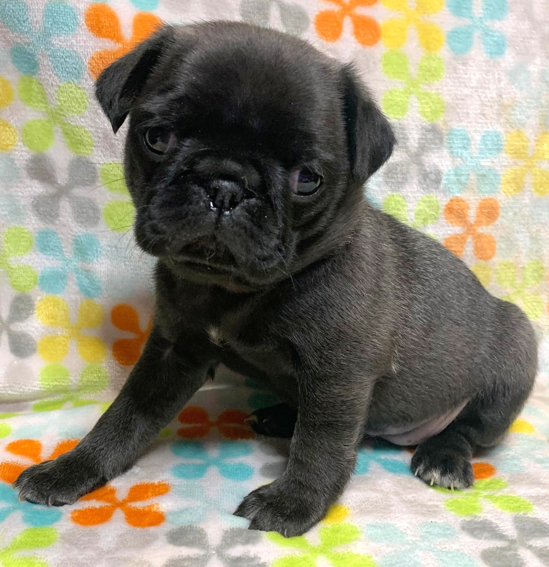 Black Pug with sable undercolor  from JnJPugsNPaps in KS