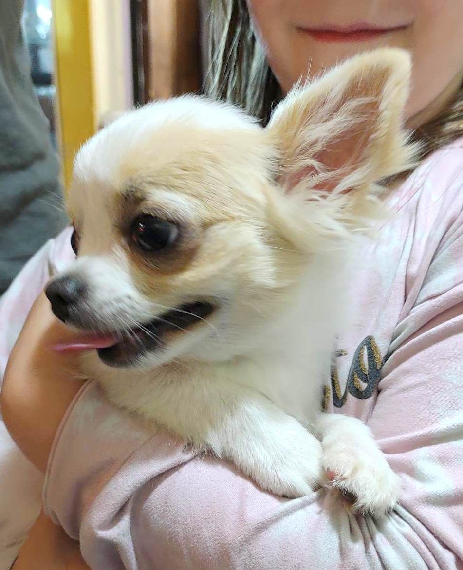 Popsicle as a pup Chihuahua Pup from Fawn spotted on white chihuahua from JnJPugsNPaps