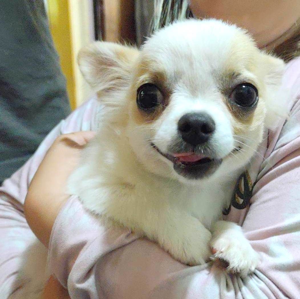 Popsicle as a pup Chihuahua Pup from Fawn spotted on white chihuahua from JnJPugsNPapsPopsicle as a pup Chihuahua Pup from Fawn spotted on white chihuahua from JnJPugsNPaps