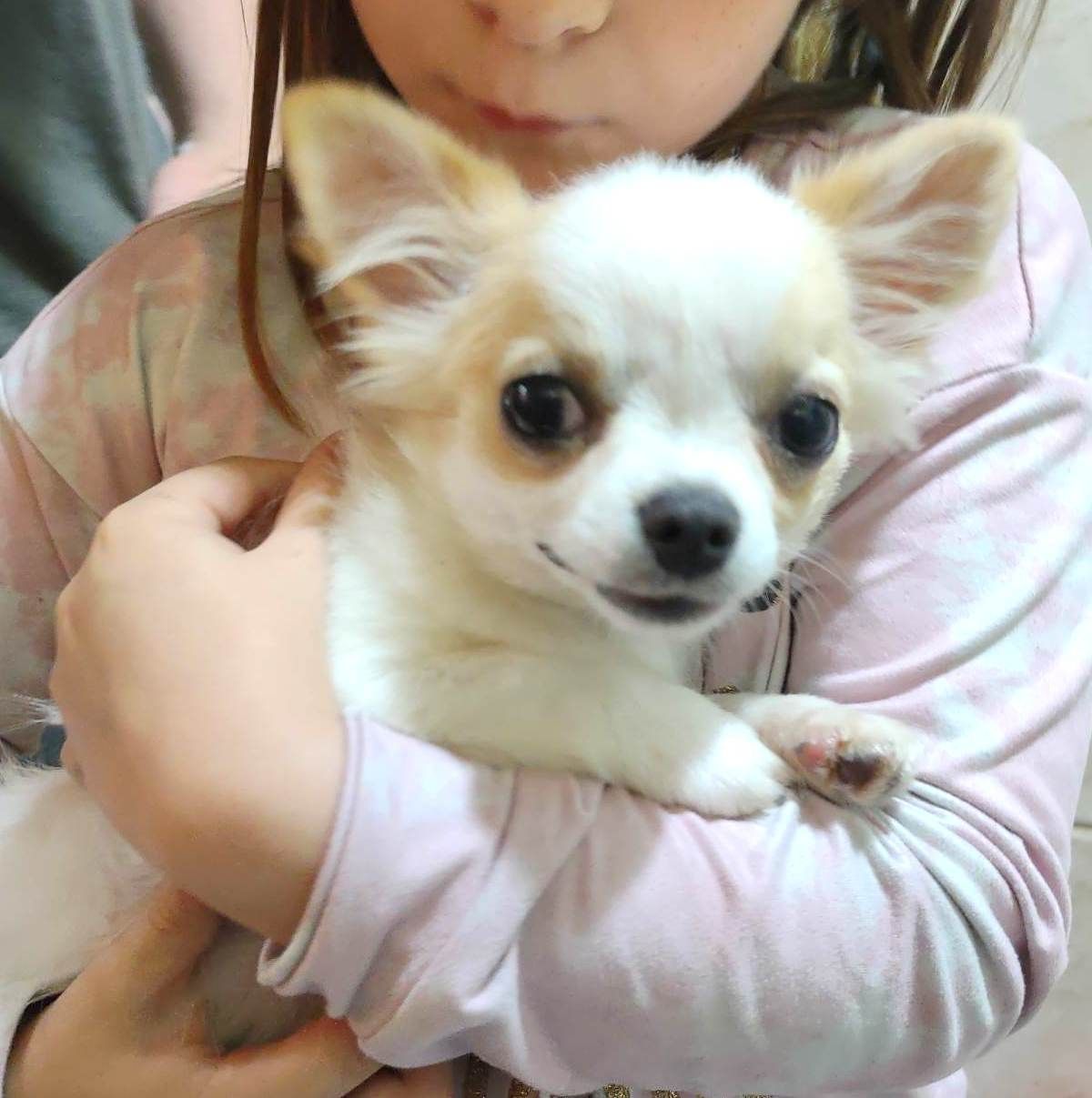 Popsicle as a pup Chihuahua Pup from Fawn spotted on white chihuahua from JnJPugsNPaps