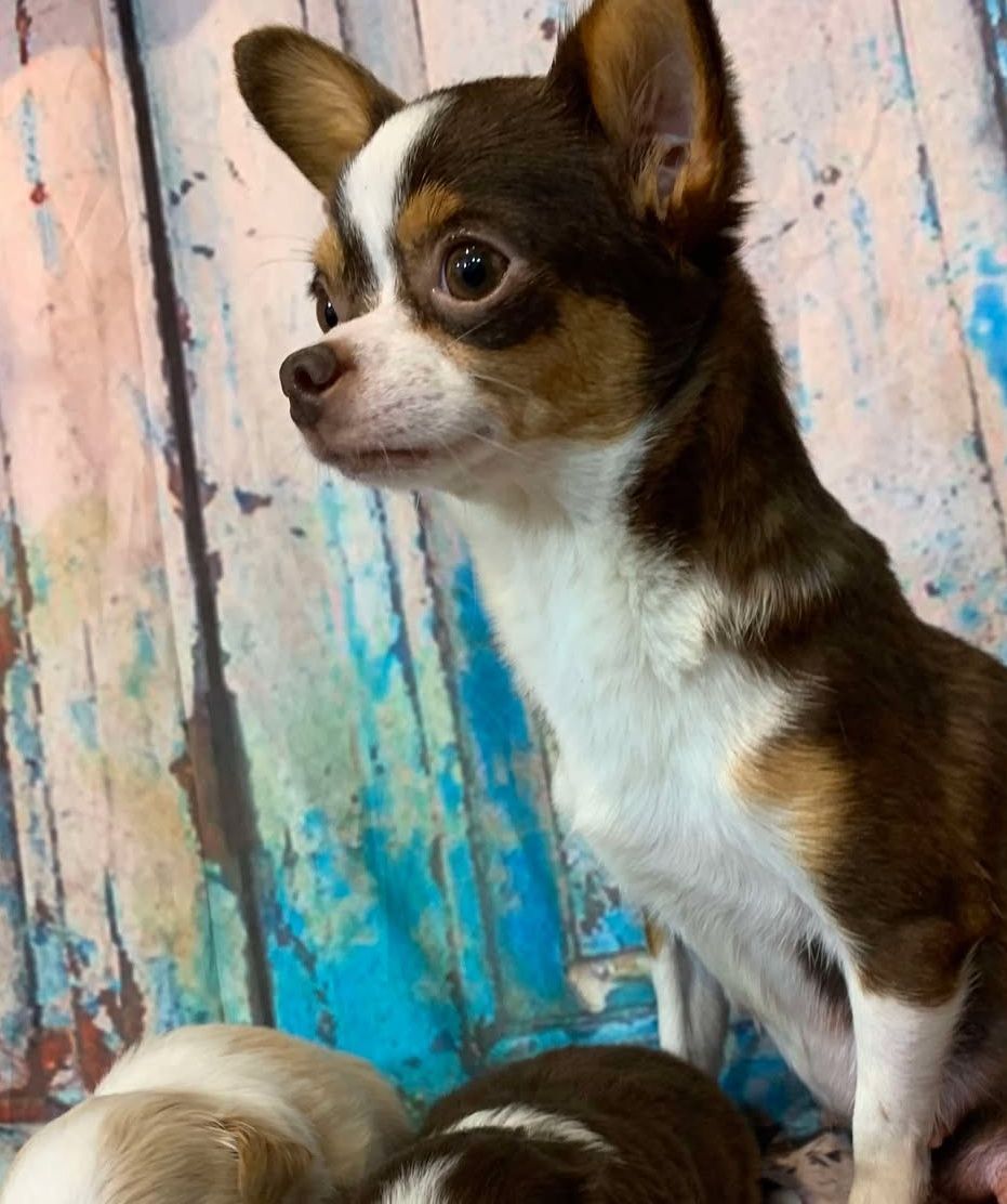 Brownie AKC Chihuahua Chocolate Tri Color Female