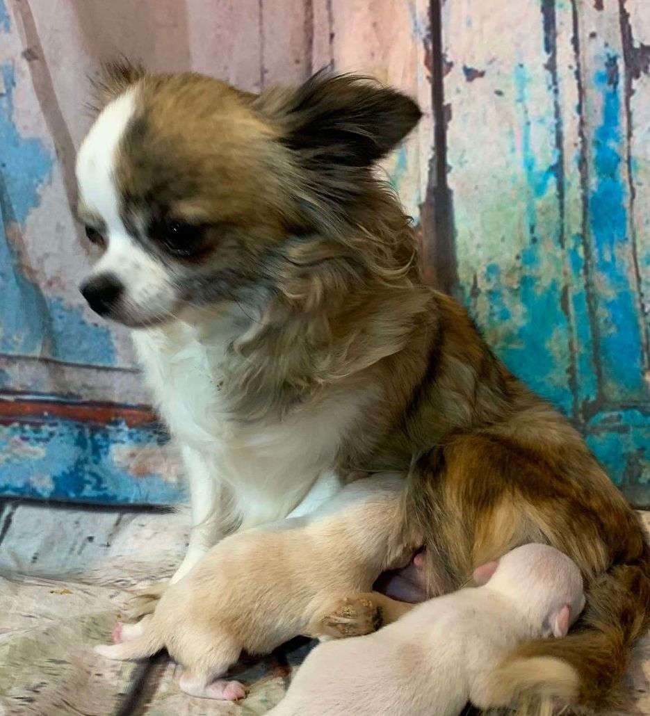 Peaches Brindle and White AKC Longhaired Chihuahua