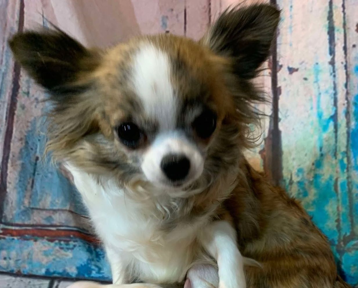 Peaches Brindle and White AKC Longhaired Chihuahua
