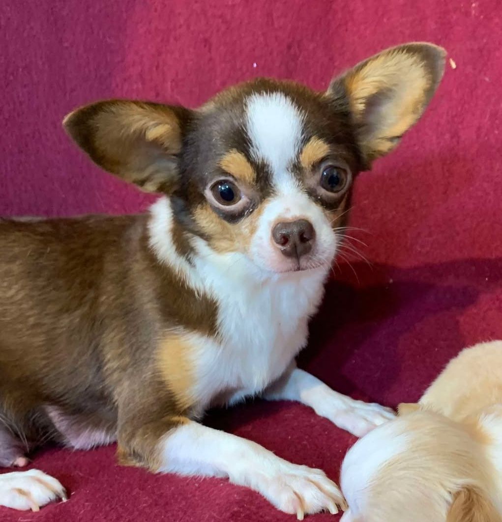Brownie AKC Chihuahua Chocolate Tri Color Female