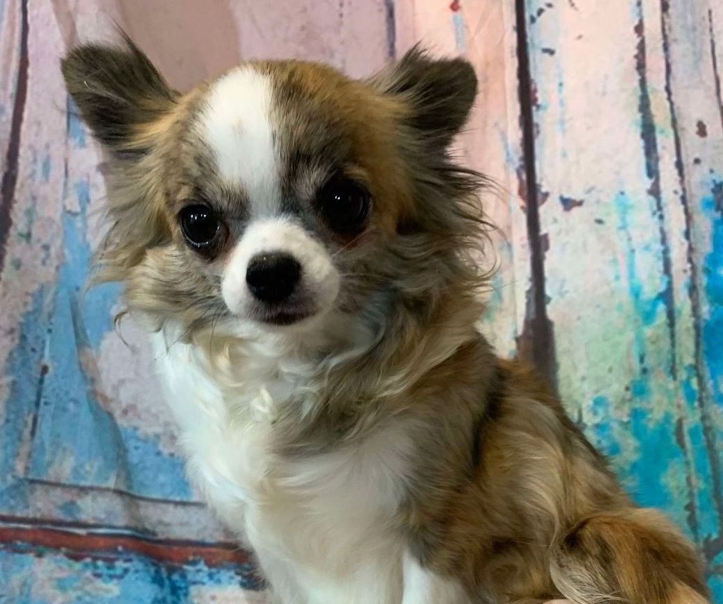 Peaches Brindle and White AKC Longhaired Chihuahua
