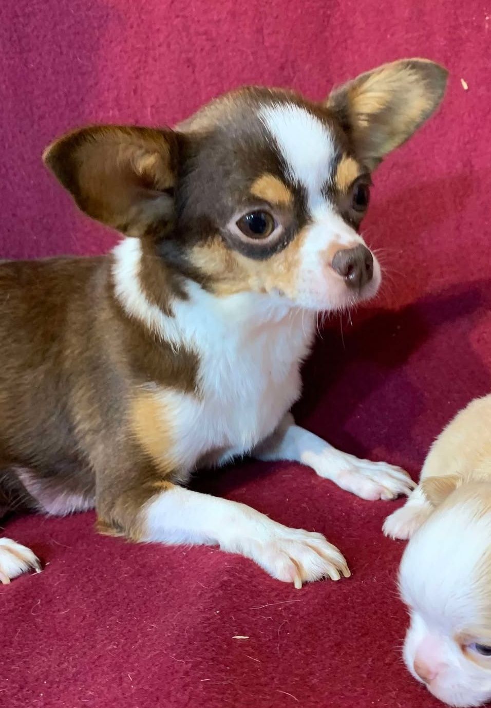 Brownie AKC Chihuahua Chocolate Tri Color Female