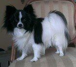 Papillon  from JNJPugsNPaps 