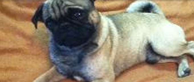 Bacon Fawn Pug from JnJPugsNPaps
