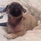 Puggat  from JNJPugsNPaps 