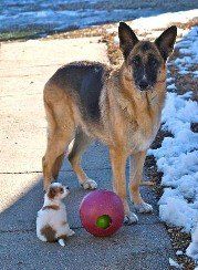 Papillon with her Shepard FriendHappy Pups from JNJPugsNPaps 