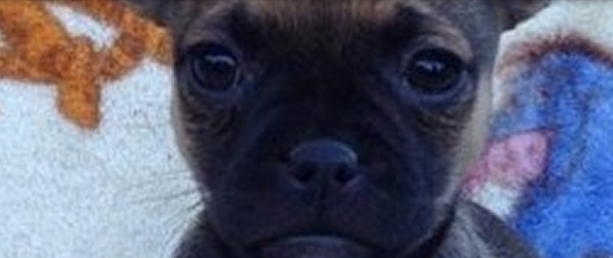 BPoxer— Abilene, KS — JNJ Pugs-N-Paps
