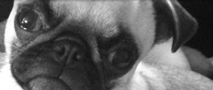 Female Fawn pug from JNJPugsNPaps