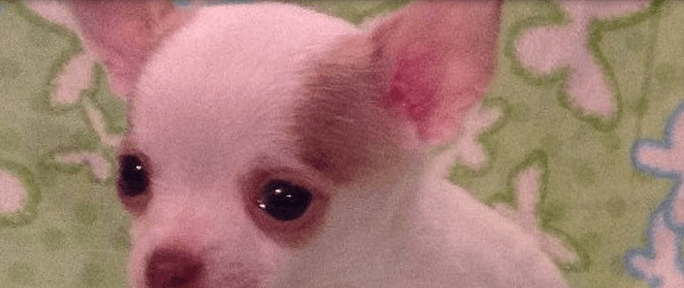 Biscuit Chihuahua Pup from Fawn spotted on white chihuahua from JnJPugsNPaps