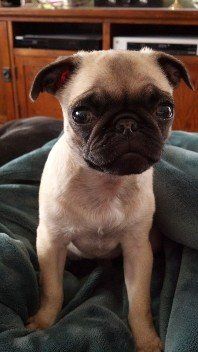 Pug Lady rom JNJPugsNPaps 