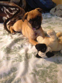Mac the Pug  from JNJPugsNPaps 