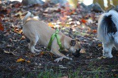 Fawn Girl Pug from JNJPugsNPaps 
