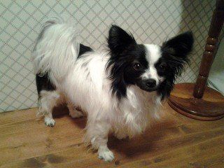 Papillon Lady from JNJPugsNPaps 
