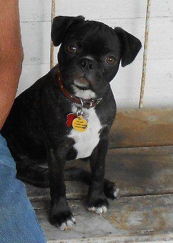 Pebbles the Bugg From JNJPugsNPaps 