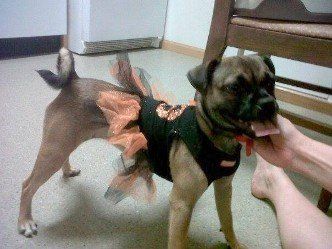 Puggat and costume from JNJPugsNPaps 