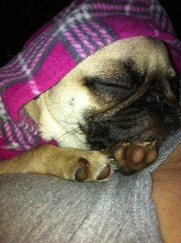 Sleepy Pug  from JNJPugsNPaps 