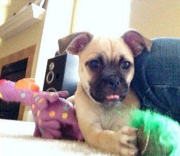 Puggat Teenager  from JNJPugsNPaps 