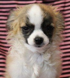 Peaches Brindle and White AKC Longhaired Chihuahua as a pup