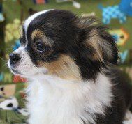 Chia Black Tri color AKC Chihuahua Longhaired