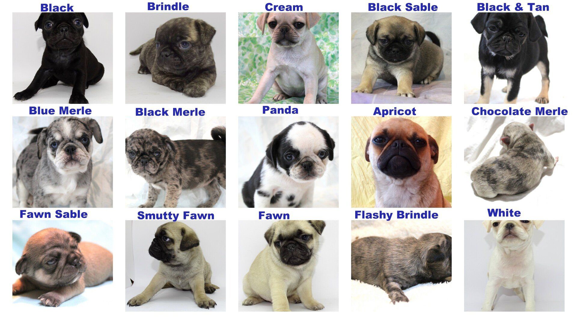 Pug Color chart from JnJPugsNPaps