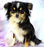 Chia Black Tri color AKC Chihuahua Longhaired