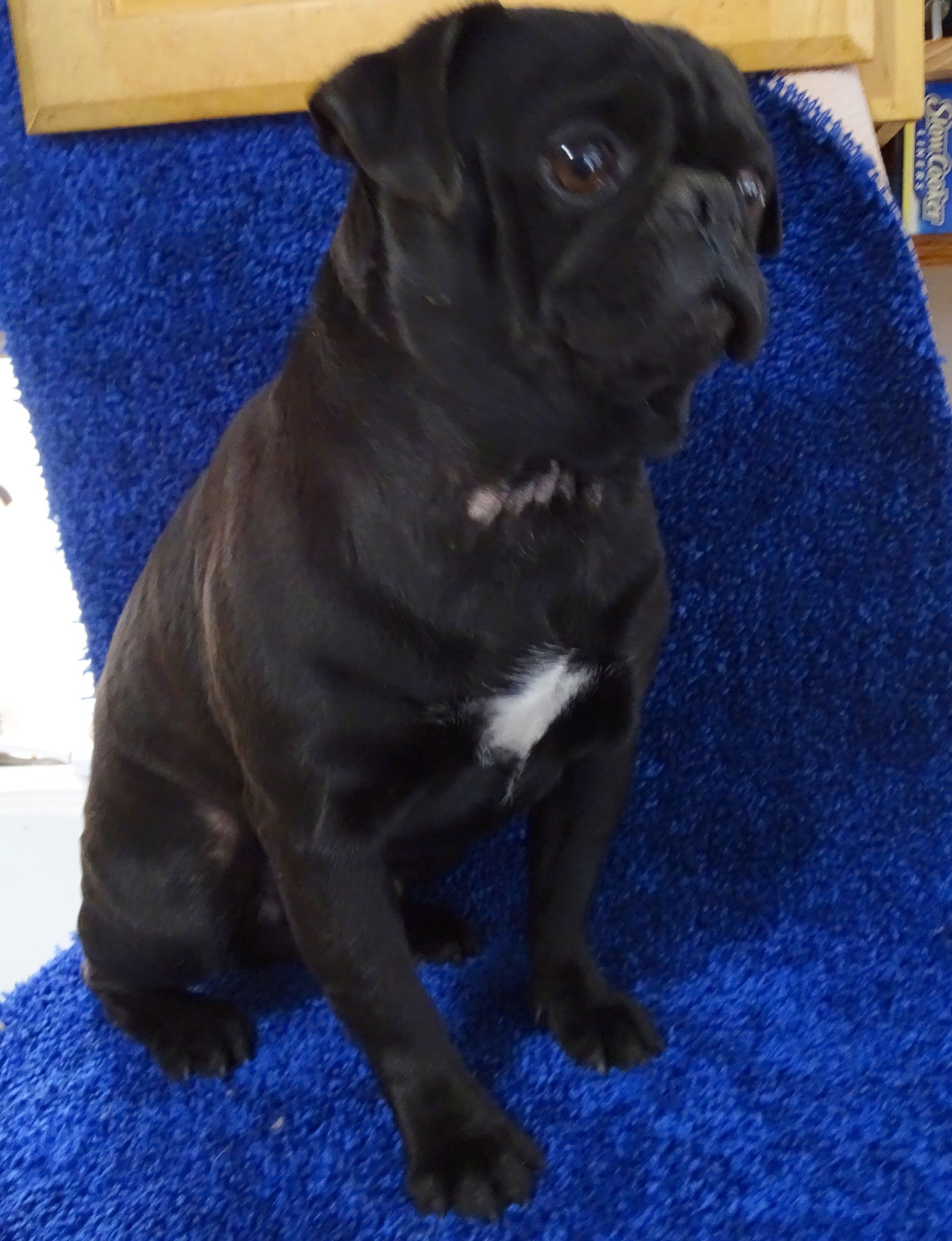 Jagger Black Pug  From JnJPugsNPaps