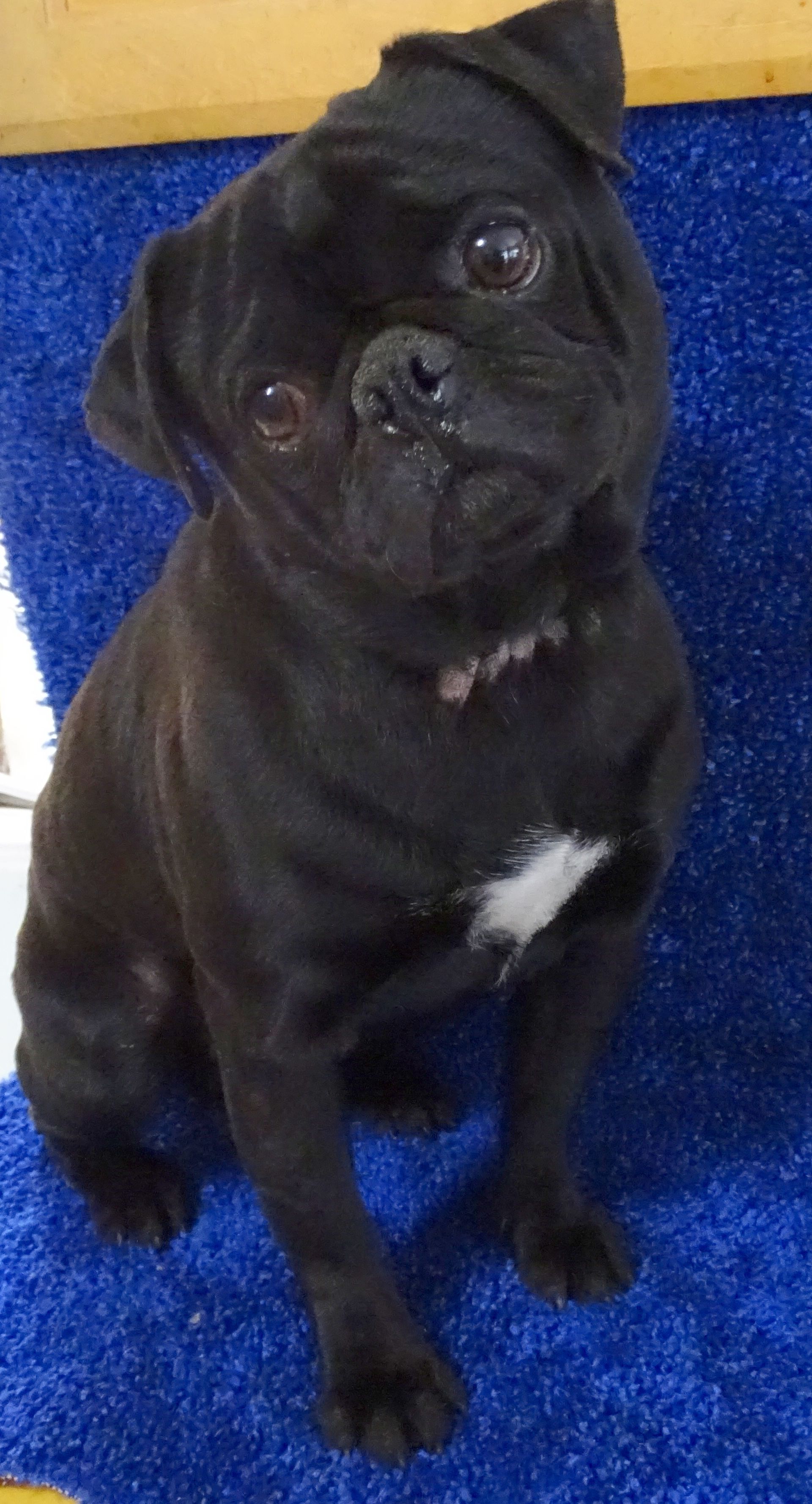 Jagger Black Pug  From JnJPugsNPaps