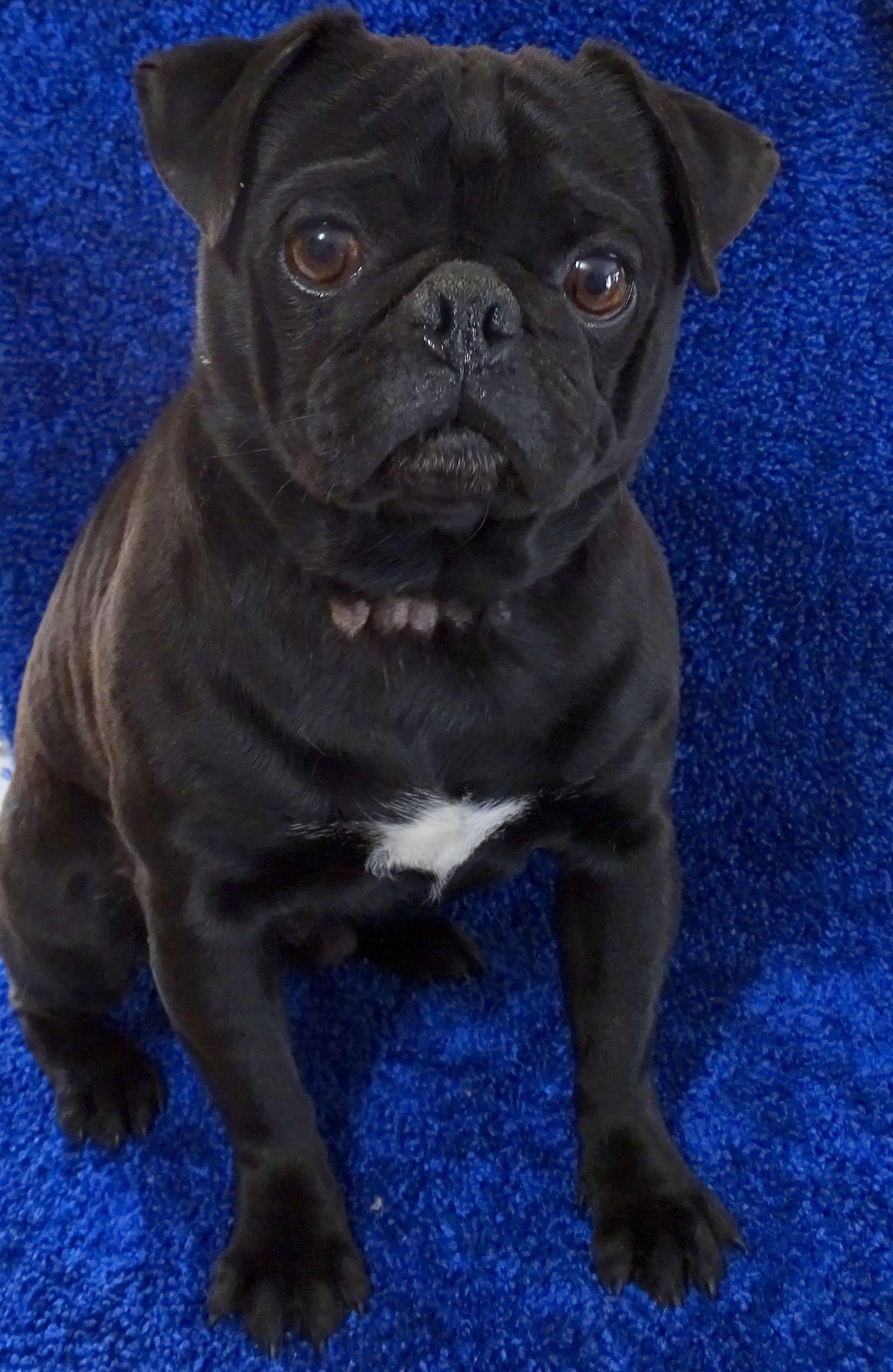 Jagger Black Pug  From JnJPugsNPaps