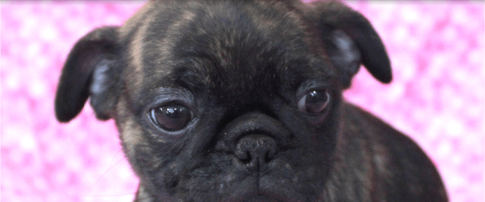 Brindle Pug